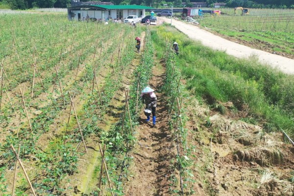 豇豆高产方法，结荚期亩施1000公斤农家肥