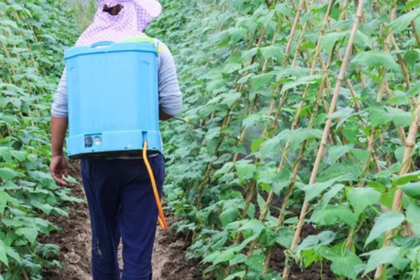 豇豆高产方法，结荚期亩施1000公斤农家肥