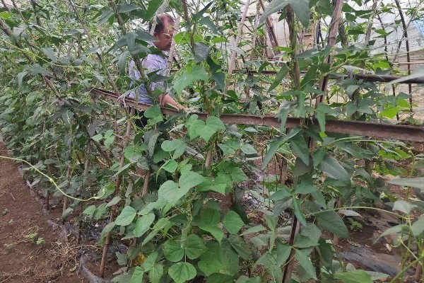 豇豆高产方法，结荚期亩施1000公斤农家肥