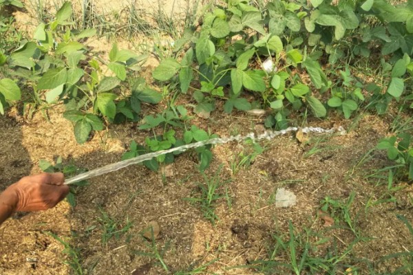 豇豆高产方法，结荚期亩施1000公斤农家肥