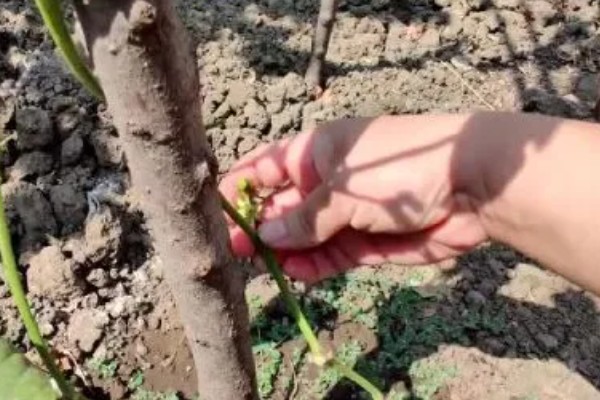 豇豆高产方法，结荚期亩施1000公斤农家肥