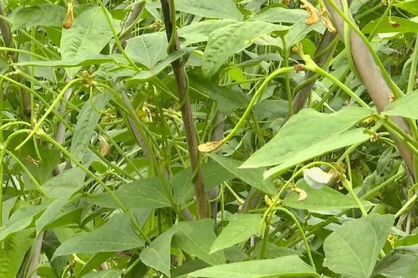 豇豆高产方法，结荚期亩施1000公斤农家肥