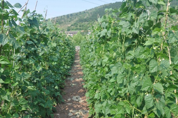 豇豆高产方法，结荚期亩施1000公斤农家肥