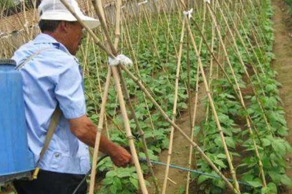 豇豆高产方法，结荚期亩施1000公斤农家肥