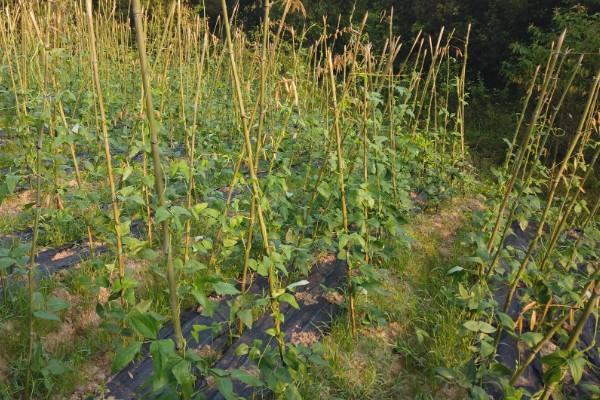 豇豆高产方法，结荚期亩施1000公斤农家肥
