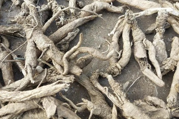 沙参有哪些种类，常见的有南沙参、北沙参等