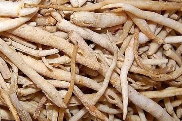 沙参有哪些种类，常见的有南沙参、北沙参等