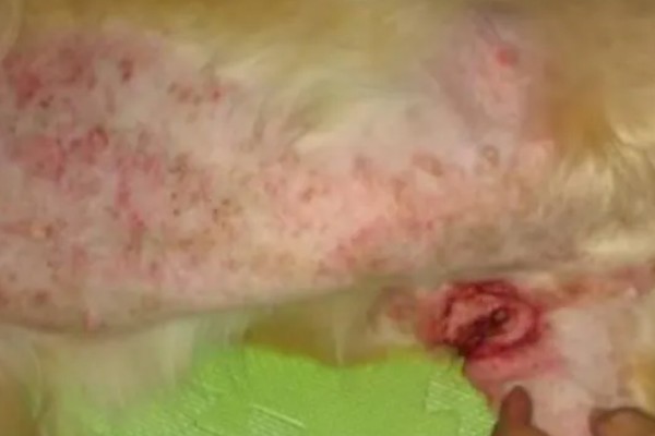 狗身上痒一直抓如何处理，细菌感染可使用抗菌消炎类药物