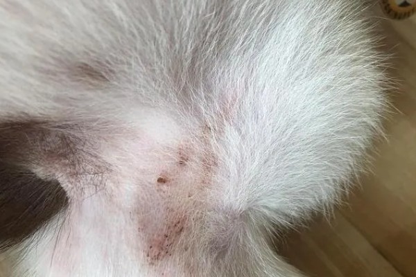 狗身上痒一直抓如何处理，细菌感染可使用抗菌消炎类药物