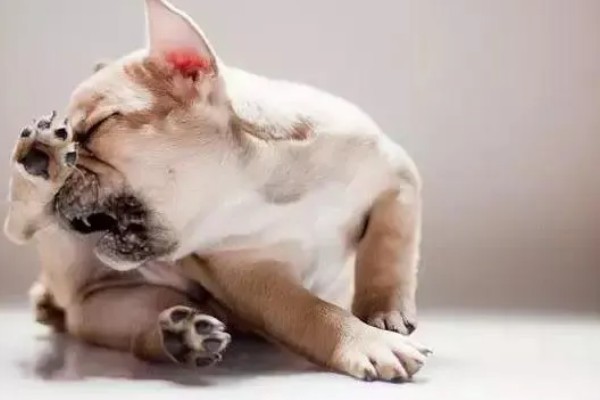 狗身上痒一直抓如何处理，细菌感染可使用抗菌消炎类药物