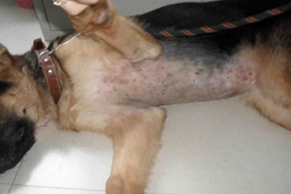 狗身上痒一直抓如何处理，细菌感染可使用抗菌消炎类药物