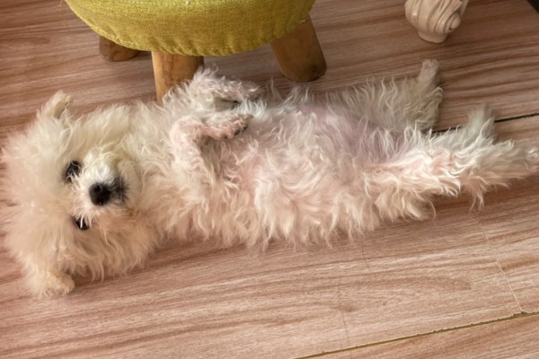 狗身上痒一直抓如何处理，细菌感染可使用抗菌消炎类药物