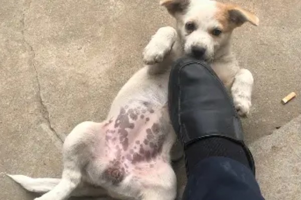 狗身上痒一直抓如何处理，细菌感染可使用抗菌消炎类药物