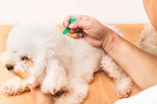 狗身上痒一直抓如何处理，细菌感染可使用抗菌消炎类药物