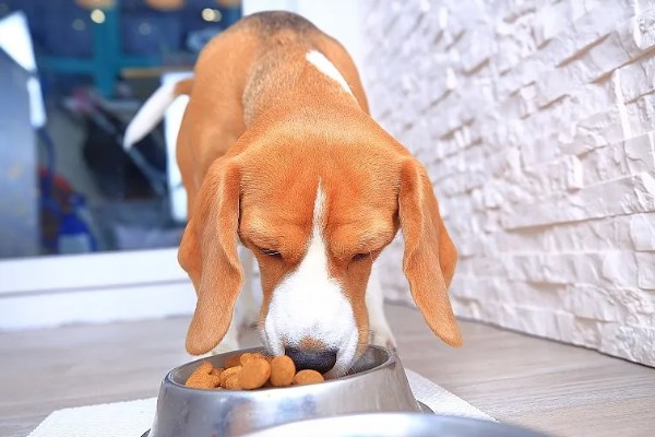 狗身上痒一直抓如何处理，细菌感染可使用抗菌消炎类药物