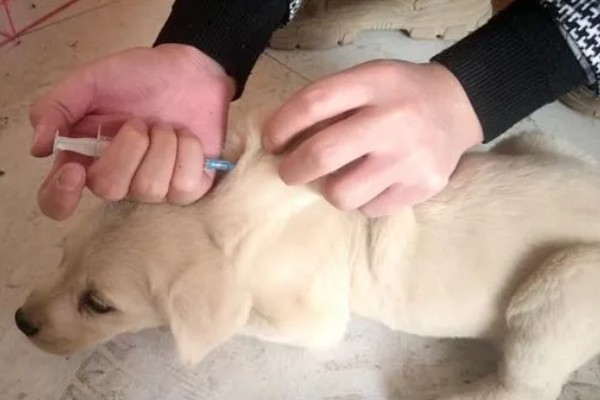 狗身上痒一直抓如何处理，细菌感染可使用抗菌消炎类药物