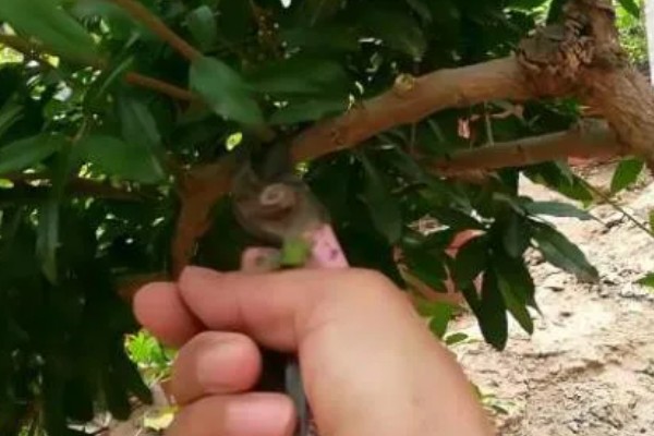 石榴树如何修剪,春季将过长的枝条剪短