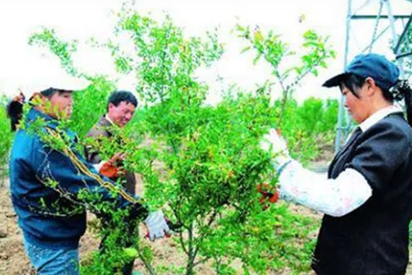 石榴树如何修剪,春季将过长的枝条剪短