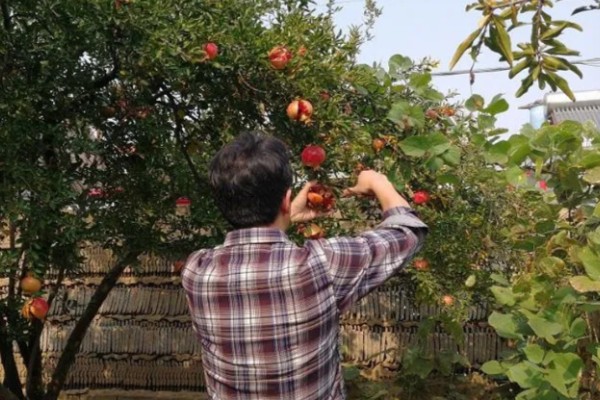 石榴树如何修剪,春季将过长的枝条剪短