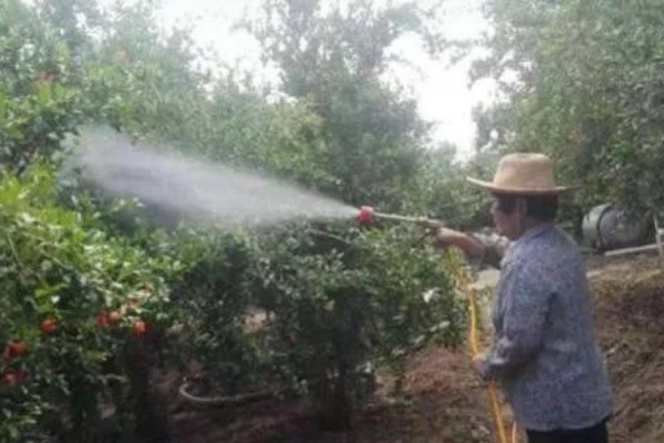 石榴树如何修剪,春季将过长的枝条剪短