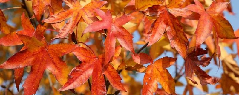 哪些树木具有秋色叶，枫香、乌桕、卫矛都很常见