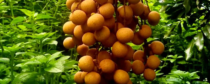 福建龙眼几月份成熟，成熟期为8月下旬至9月上旬成熟