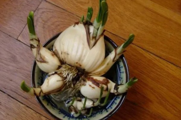 水仙花叶子太长怎么处理，中午前后将植株移到室外向阳处