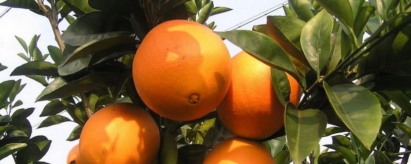 林娜脐橙的产地，原产美国加利福尼亚州