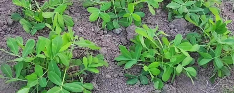 花生苗期病害如何解决，针对不同病害的处理方法不同