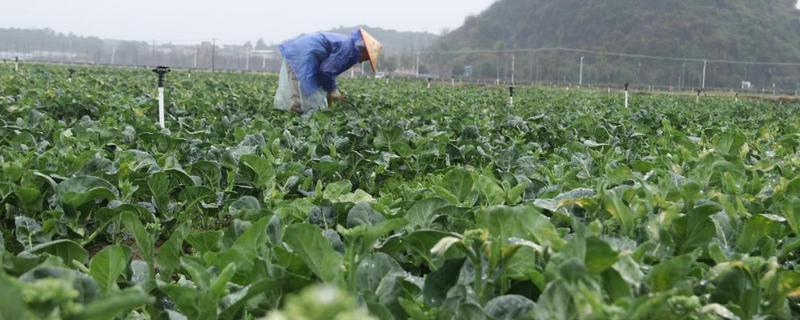 立春前能施肥吗，能施肥