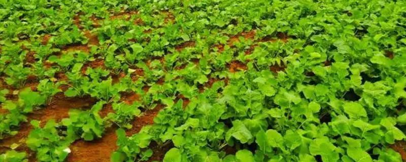 油菜菌核病的发生原因，湿度大、偏施氮肥等因素都会引发