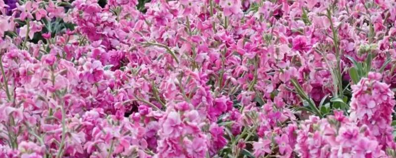 紫罗兰有哪些花语，不同颜色代表的含义有区别