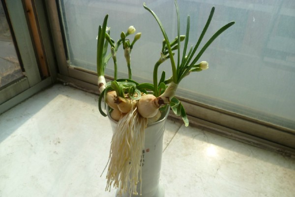 水仙花叶子太长怎么处理，中午前后将植株移到室外向阳处