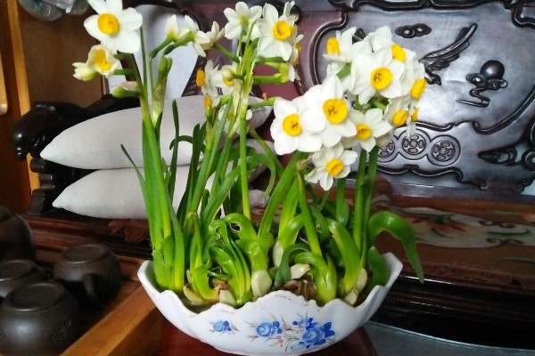 水仙花叶子太长怎么处理，中午前后将植株移到室外向阳处