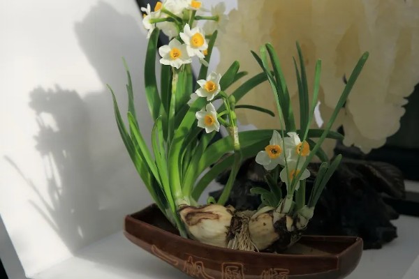 水仙花叶子太长怎么处理，中午前后将植株移到室外向阳处