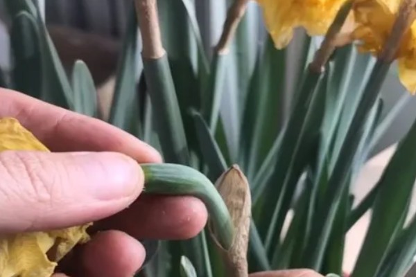 水仙花叶子太长怎么处理，中午前后将植株移到室外向阳处