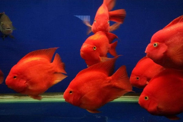 鹦鹉鱼不打氧可以活多久,要看饲养的密度和水质