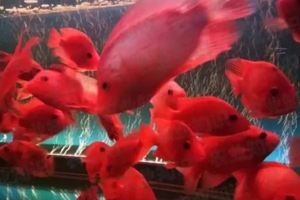 鹦鹉鱼不打氧可以活多久,要看饲养的密度和水质