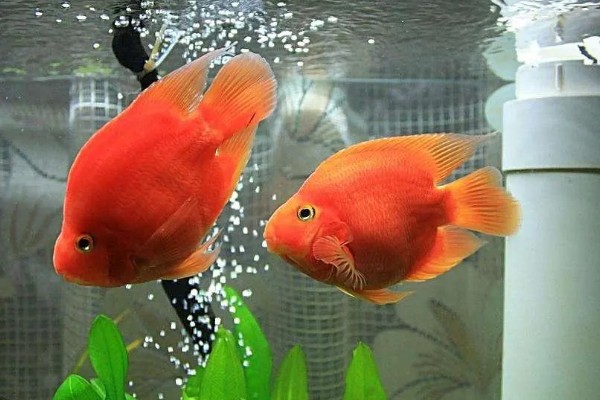 鹦鹉鱼不打氧可以活多久,要看饲养的密度和水质