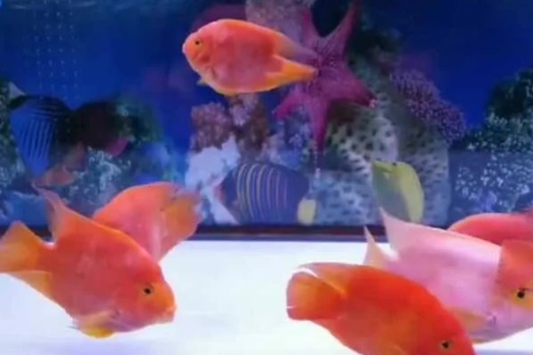 鹦鹉鱼不打氧可以活多久,要看饲养的密度和水质