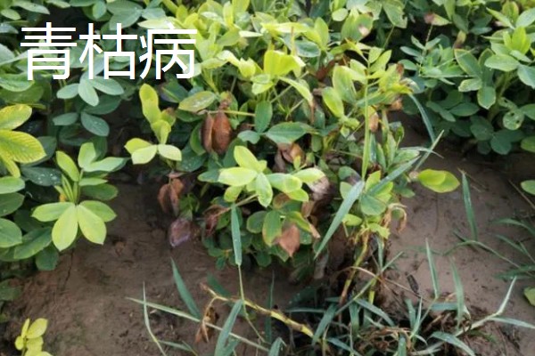 花生苗期病害如何解决，针对不同病害的处理方法不同