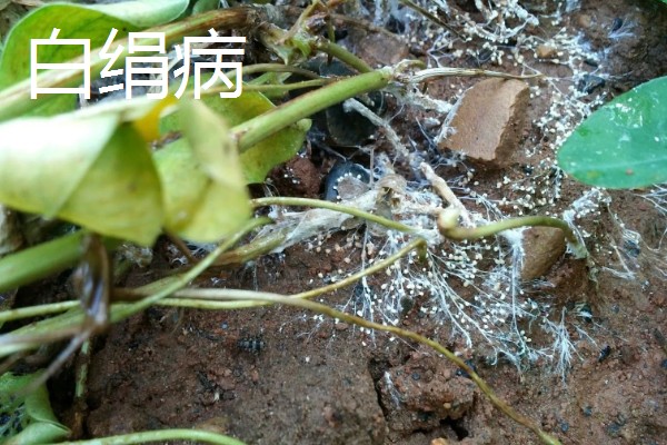 花生苗期病害如何解决，针对不同病害的处理方法不同