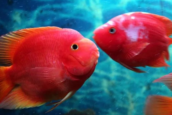 鹦鹉鱼不打氧可以活多久,要看饲养的密度和水质