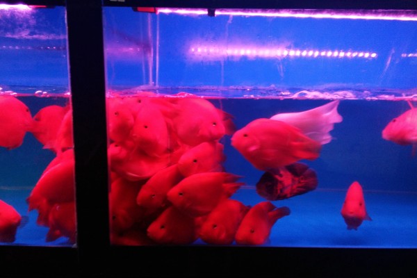 鹦鹉鱼不打氧可以活多久,要看饲养的密度和水质