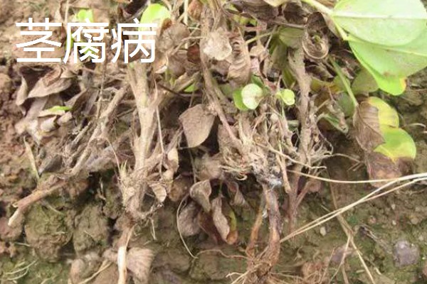 花生苗期病害如何解决，针对不同病害的处理方法不同