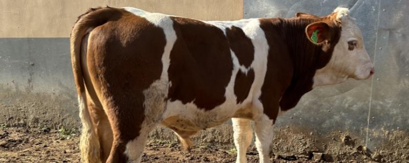 母牛有没有角，母牛有角