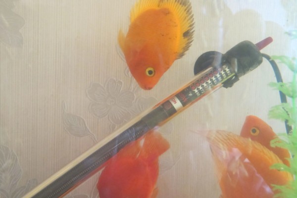 鹦鹉鱼不打氧可以活多久,要看饲养的密度和水质