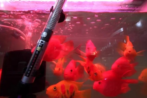 鹦鹉鱼不打氧可以活多久,要看饲养的密度和水质