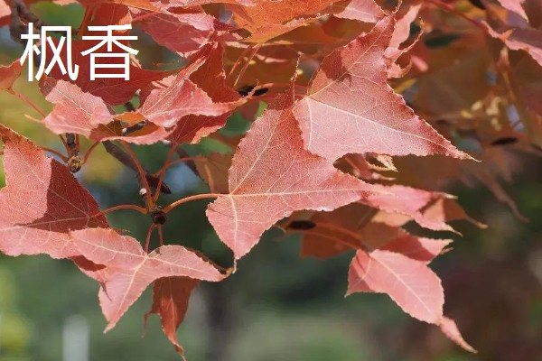 哪些树木具有秋色叶，枫香、乌桕、卫矛都很常见