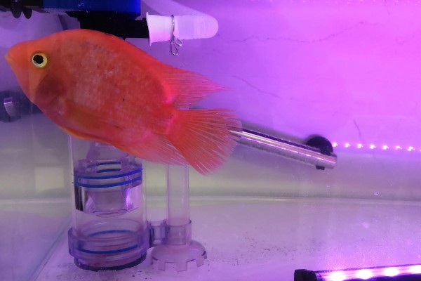 鹦鹉鱼不打氧可以活多久,要看饲养的密度和水质